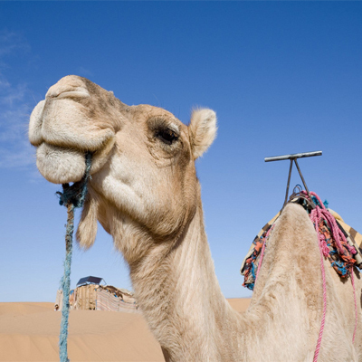 2 Days Tour from Marrakech to Zagora Sahara Desert